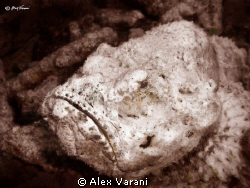 Scorpaenopsis diabolus by Alex Varani 